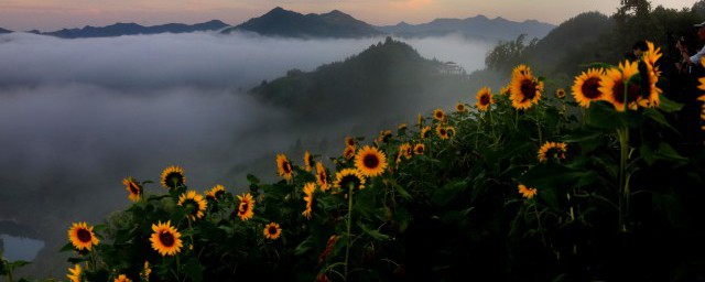 葵花籽如何种植技巧 葵花籽播种办法