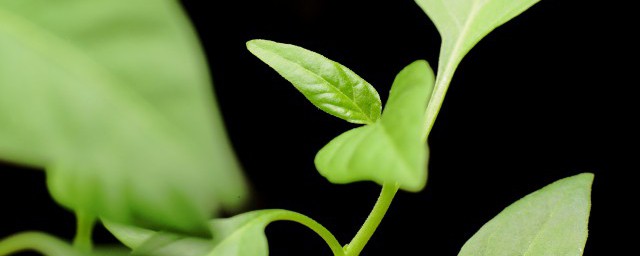 牙苗菜的种植办法 芽苗菜怎么种植