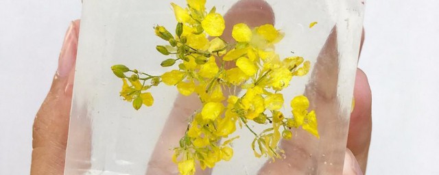 植物标本的制作办法 树叶标本家常制作技巧分享