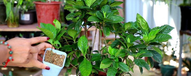 栀子花养殖方法 栀子花怎么养殖