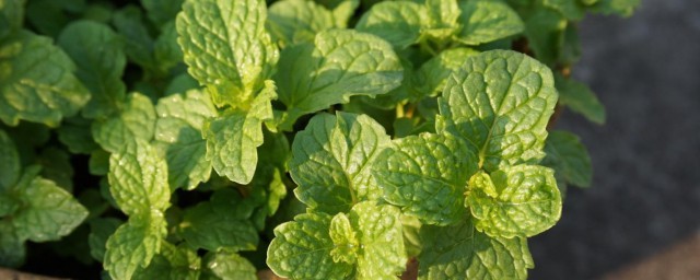 薄荷养殖方法 薄荷怎么养殖