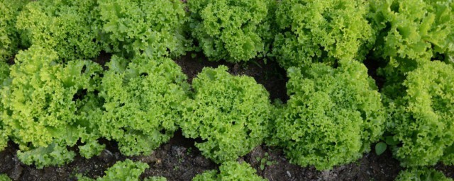 生菜种子怎么种植方法 生菜种植需要注意什么