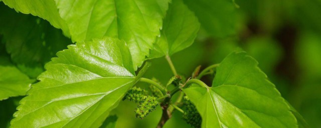桑叶茶怎么制作方法 桑叶茶的制作方法