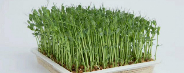 芽苗菜家庭种植方法 芽苗菜种子怎么处理