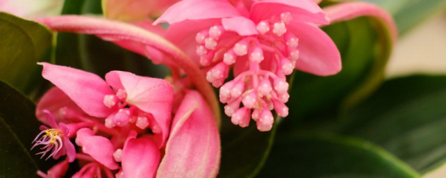 宝莲灯花的养殖方法 宝莲灯花的花期多长
