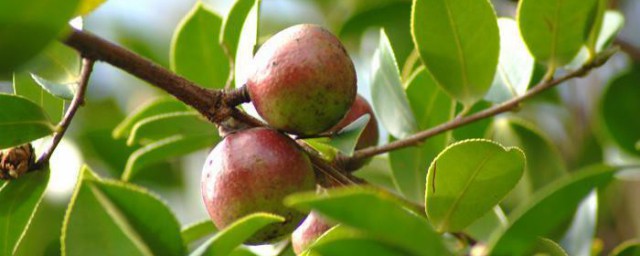 茶油树种植需要哪些地理条件气候条件 茶油树种植的相关知识