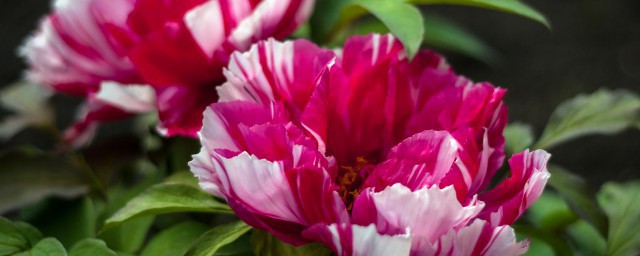 菏泽牡丹花会时间 关于菏泽牡丹花会时间介绍