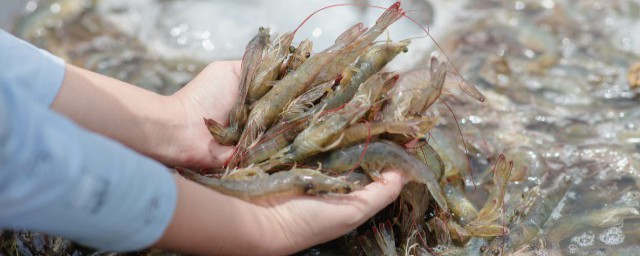油焖大虾做法家常做法简单 油焖大虾怎么做好吃