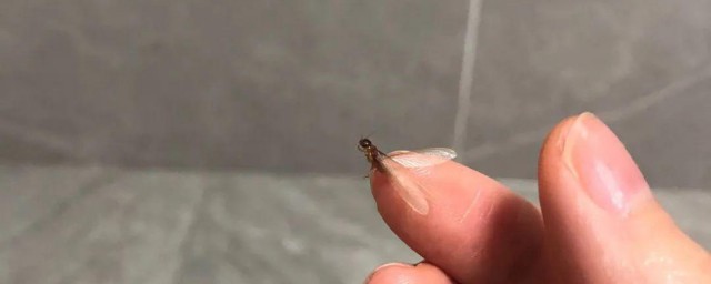 家里有水蚁如何办 家里有水蚁处理方式