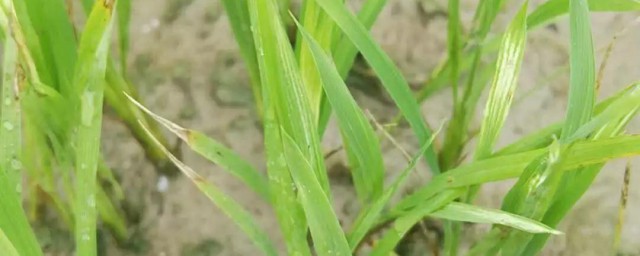 教你怎么自制除草剂 怎么自制除草剂的方法