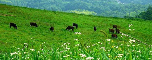 生态平衡指是什么意思 生态平衡的含义