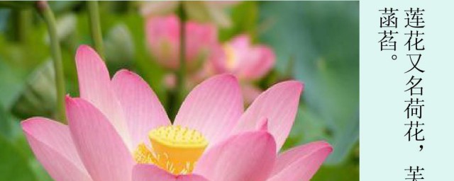 菡怎么读 菡怎么读
