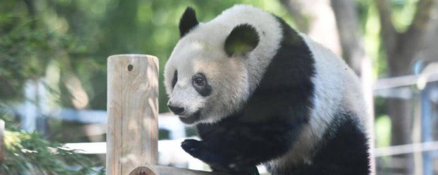 熊猫的特征是什么 熊猫的特征介绍