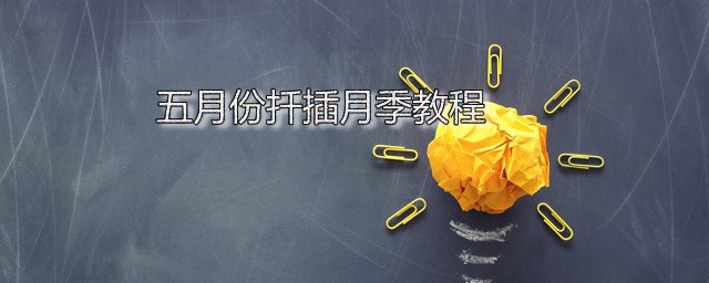 五月份扦插月季教程 月季扦插后如何养护
