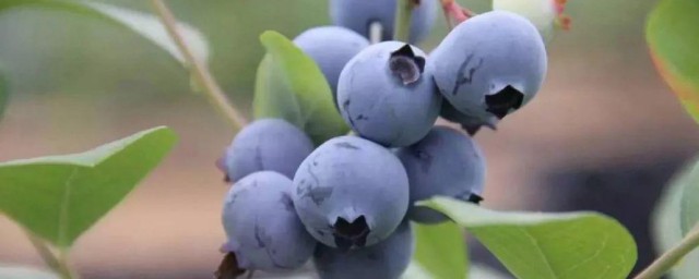 中国蓝莓产地在哪里 中国蓝莓产地简介