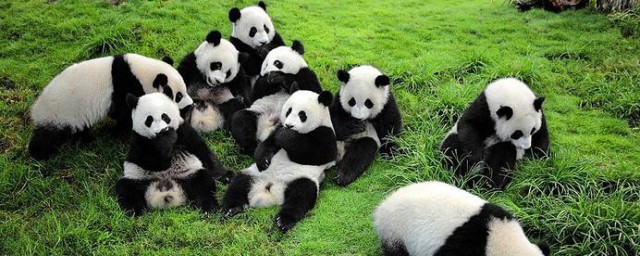大熊猫生活习性 大熊猫生活习性简单介绍