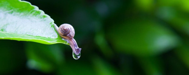 关于雨后景象的名言 关于雨后景象的名言句子有哪些