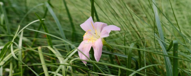 风雨兰花的养殖要领和注意事项 风雨兰花如何养