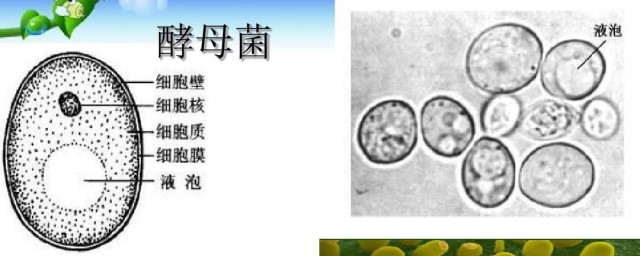 酵母菌属于原核细胞还是真核细胞 酵母菌属于原核细胞吗