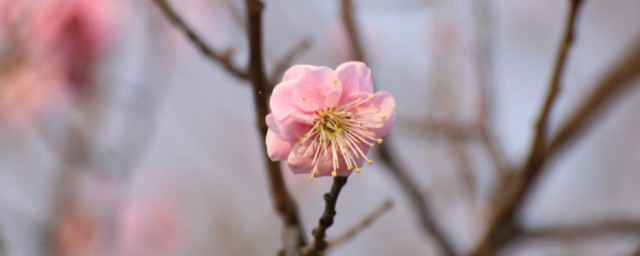 梅花有什么象征道理 梅花象征着什么