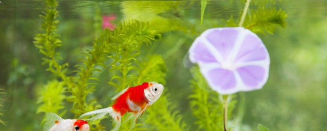 鱼缸底沙变黑怎样办 鱼缸底沙变黑如何处理