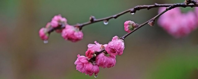 描写雨中花的唯美句子 描写雨中花的唯美句子有哪些