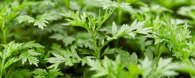 艾草和蒿草的区别是什么 艾草和蒿草的气味
