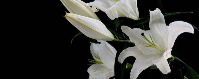 百合花的气味是什么味 关于百合花的简介
