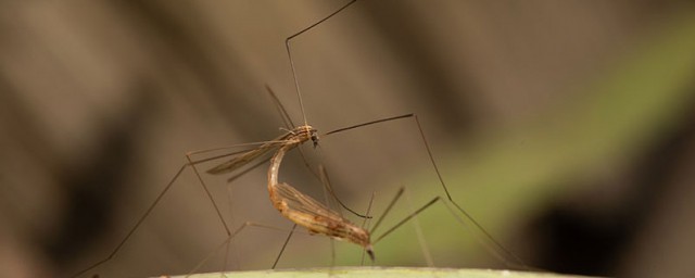 春天有蚊子吗 冬天蚊子有冻不死的吗