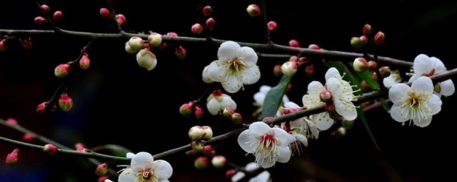 梅花能吃吗 梅花能不能吃