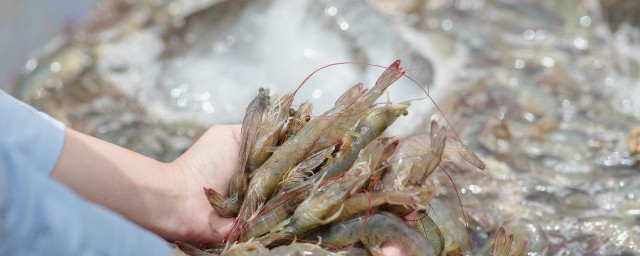 海虾和河虾有哪些区别 海虾和河虾区别简介