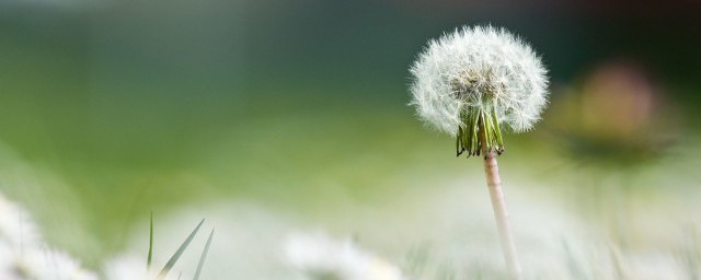 蒲公英毛球是蒲公英的果实吗 蒲公英毛球是不是蒲公英的果实呢