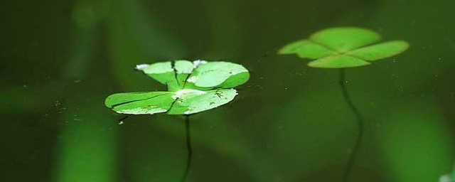浮萍的功效与作用及禁忌 浮萍的功效与作用及禁忌简单介绍