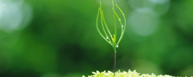 描写春雨的句子佳句 关于描写春雨的优美句子