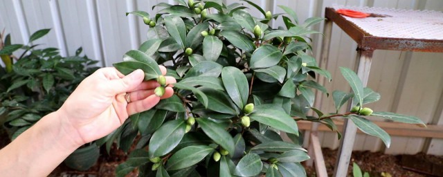 盆养茶花的养殖办法和注意事项 养殖茶花的次序以及需要注意的事项