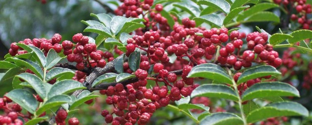 花椒修剪的要领 花椒多枝如何修剪