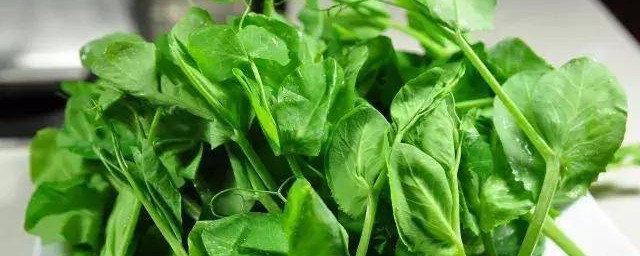 豌豆尖开花了还能吃吗 豌豆尖的营养价值