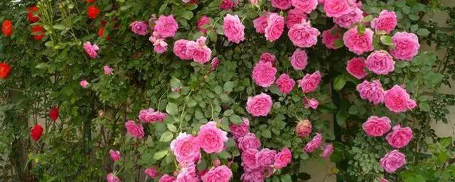 桂花月季的养殖方法和注意事项 养殖桂花月季需要注意什么
