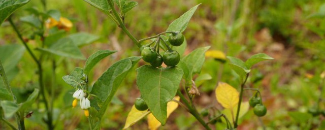 野辣椒草的功效与药用价值 野辣椒草的功效与药用价值是什么