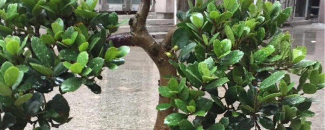 金豆高提根的种植方法 金豆高提根怎么种植