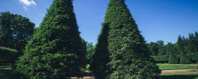 种植柏树注意事项 柏树的种植方式和注意事项