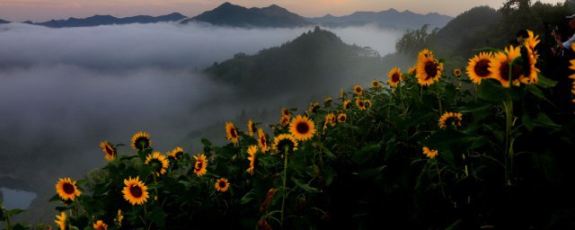 向日葵快速生长的方法 向日葵怎么长得快