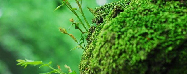 苔藓和蕨类植物手抄报内容 苔藓和蕨类植物的异同