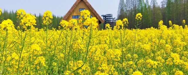 油菜花的形状像什么 到底油菜花像什么