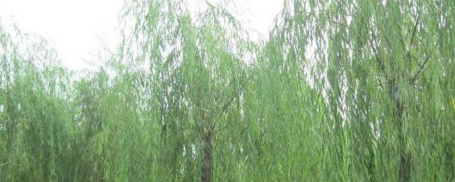 柳树植物记录卡如何写 柳树植物记录卡怎样写