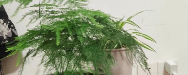 送绿植给男友有什么讲究 送男生盆栽寓意