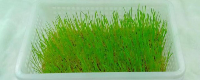 简易无土小麦苗的种植方法 无土小麦苗如何种植