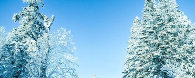 雪松是什么味道 雪松的介绍