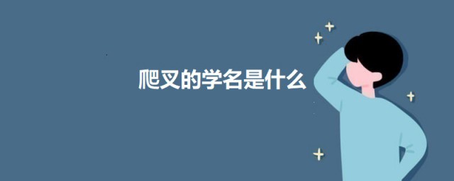 爬叉的学名是什么 爬叉的作用介绍