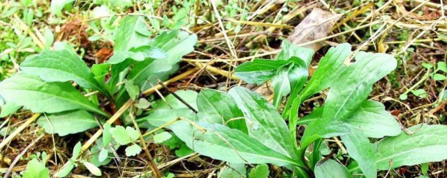 马兰头种植注意事项 马兰头的准确种植方式是什么